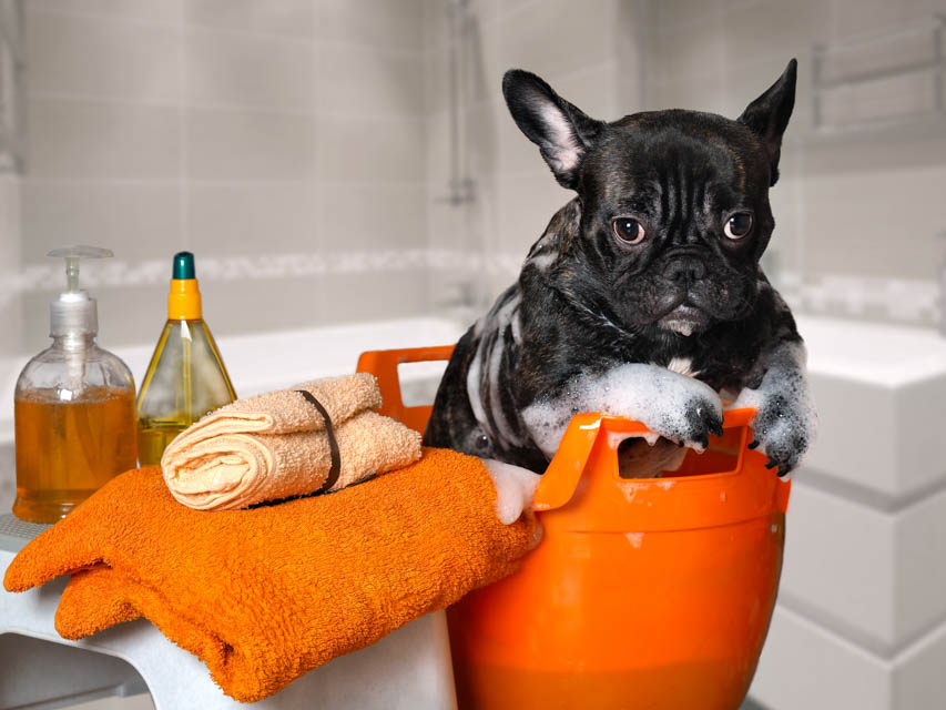 3 Important Ways To Keep Your Home Clean with a Dog